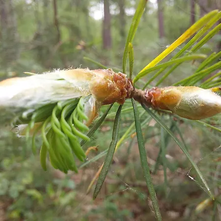 Mar Veluwe Holiday home *