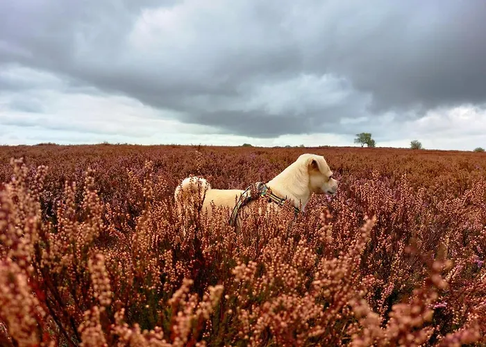 Semesterbostad Mar Veluwe Ermelo