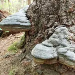 Mar Veluwe 別荘 エルメロ