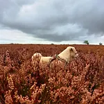 別荘 Mar Veluwe エルメロ