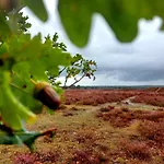 Mar Veluwe * エルメロ