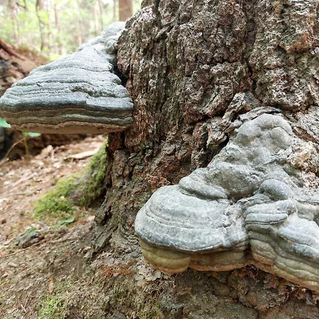 Mar Veluwe 別荘 エルメロ