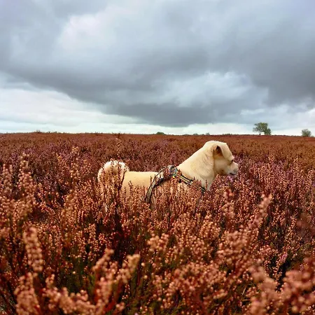 別荘 Mar Veluwe エルメロ