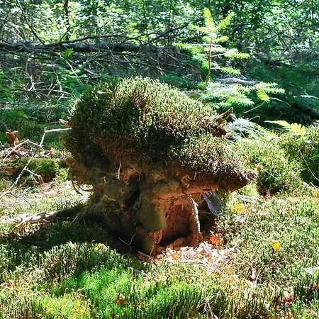 Mar Veluwe Дом отдыха