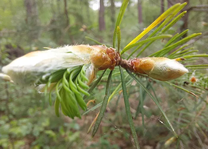 Mar Veluwe Дом отдыха *