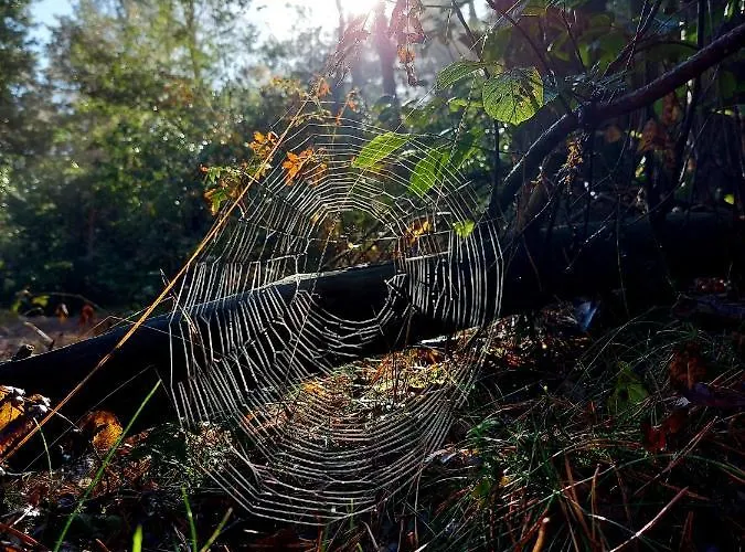 Дом отдыха Mar Veluwe