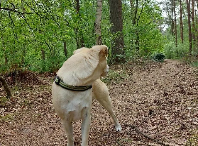 Дом отдыха Mar Veluwe *