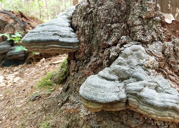 Mar Veluwe Дом отдыха Эрмело