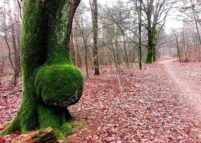 Mar Veluwe Эрмело