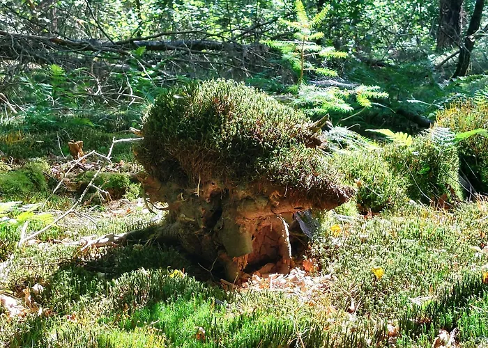 Mar Veluwe Дом отдыха