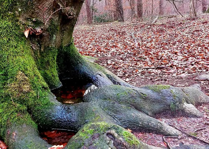 Дом отдыха Mar Veluwe Эрмело